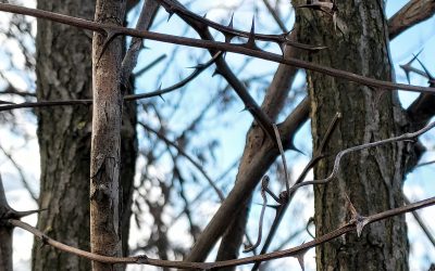 Get Immersed in The Exceptional Introspective Soundscape as Carameladora Releases Her Latest Composition “Thorns”